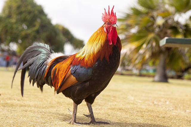 rooster-1867562_640.jpg