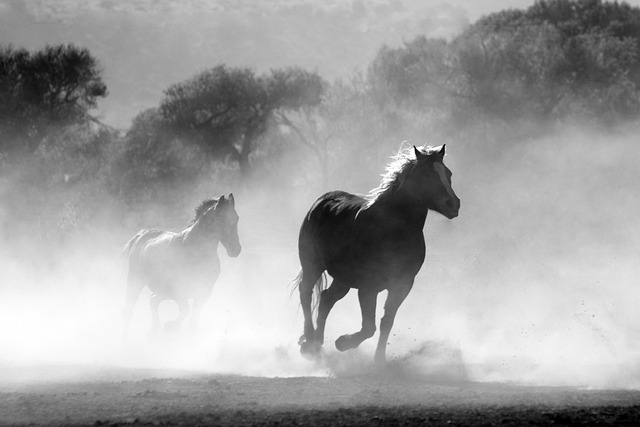 horses-430441_640.jpg